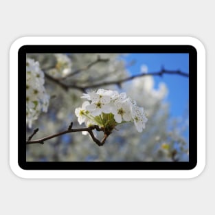 Flowering Tree in Spring Sticker